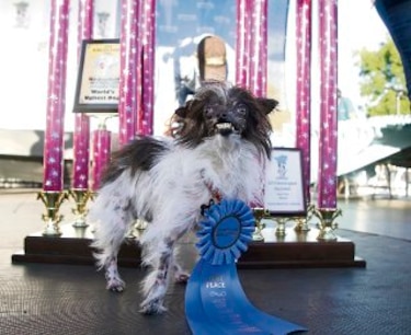 ´Peanut´ se lleva el título del perro más feo del mundo