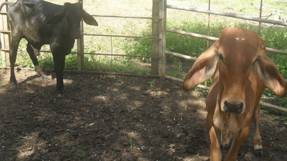 Capturan a cinco personas vinculadas al hurto de reses en Los Santos