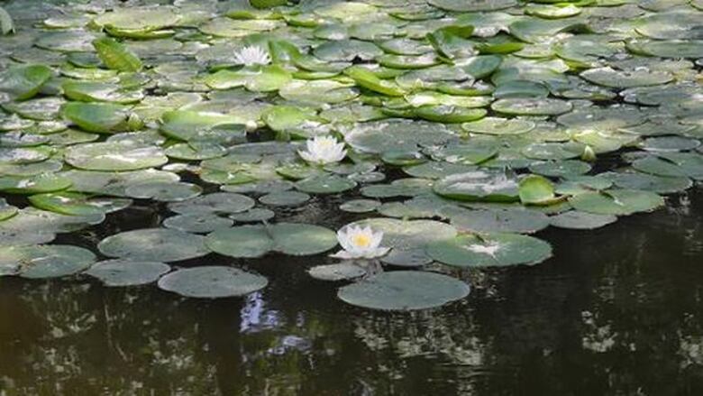 Un periplo por el jardín oculto de la realeza coreana