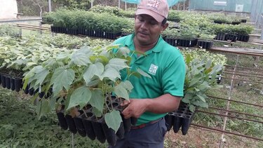 Inician rescate de madera utilizada para la confección de la Mejorana