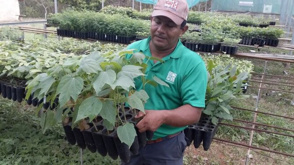 Inician rescate de madera utilizada para la confección de la Mejorana