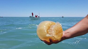 Arap regula captura de medusa bola de cañón