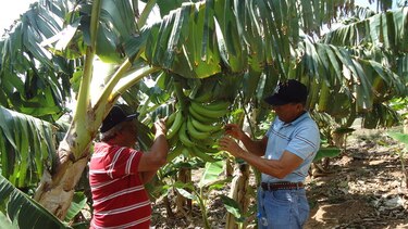 El curaré enano llega a Herrera