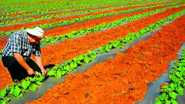 Agricultores siembran menos melón y sandía para exportar
