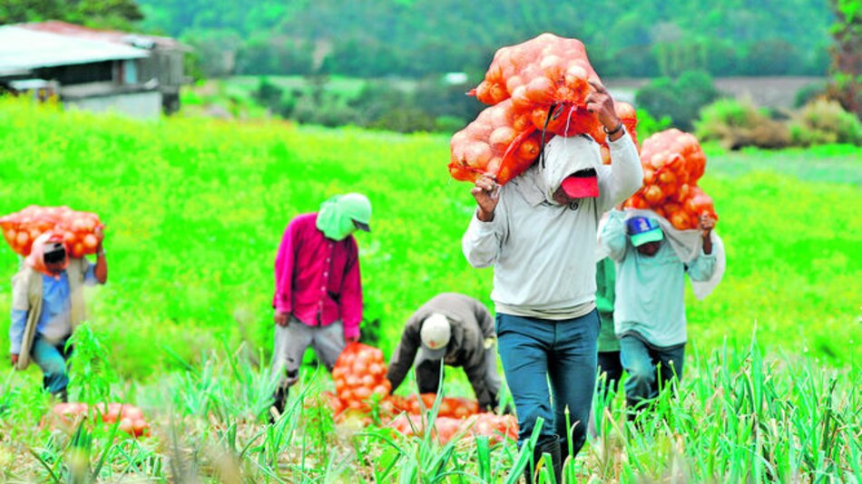 Cultivan cebolla en plástico