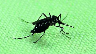 Mil 661 casos de dengue en siete meses