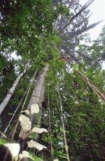 El rol del bosque tropical como reservorio de carbono