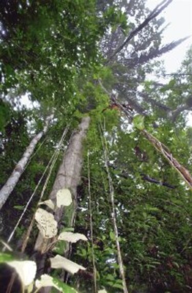 El rol del bosque tropical como reservorio de carbono
