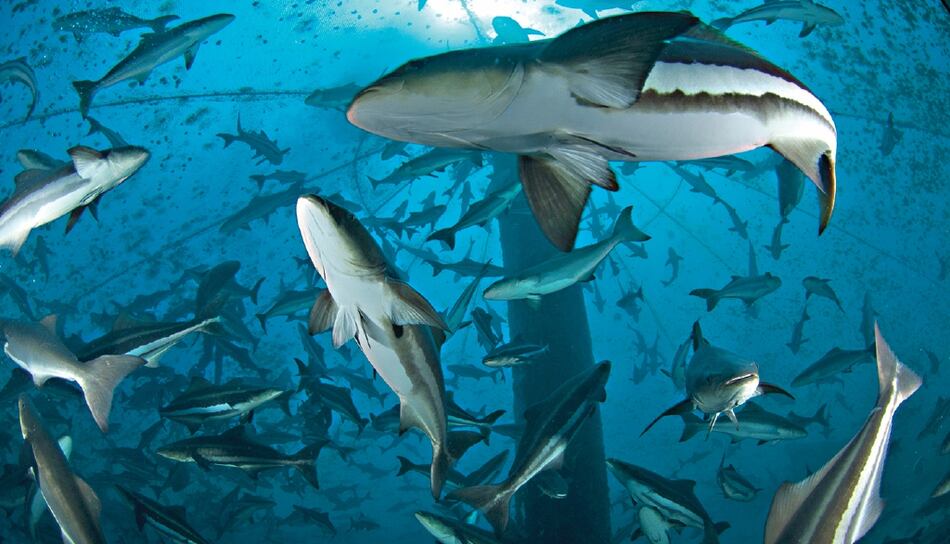 Panamá, con licencia para exportar cobia a Costa Rica