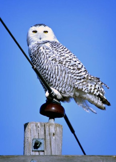 Búho famoso por Harry Potter aparece en Estados Unidos