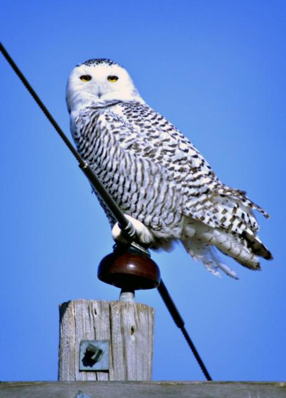 Búho famoso por Harry Potter aparece en Estados Unidos