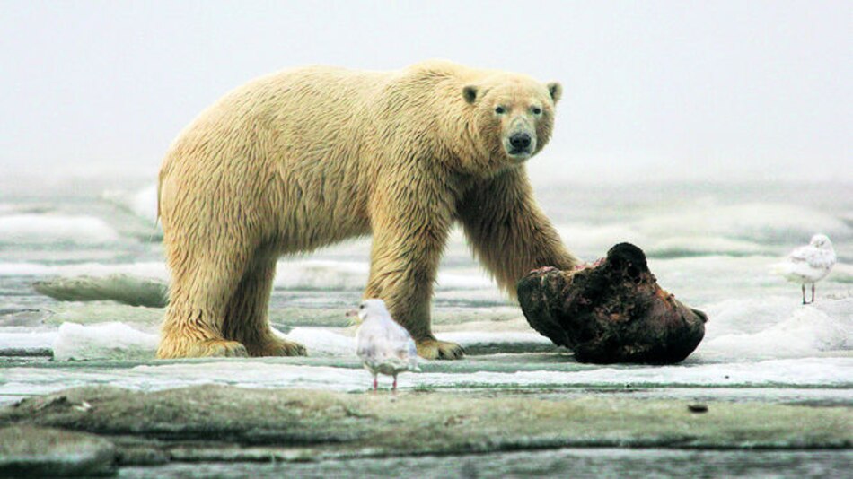 Osos polares migran al norte de Canadá