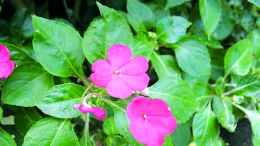 Panamá y su flora introducida