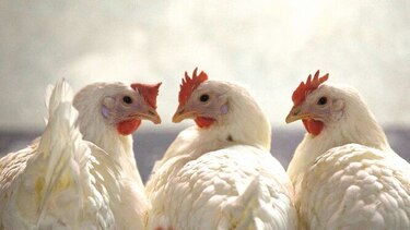 Denuncian campaña de difamación contra agricultura estadounidense
