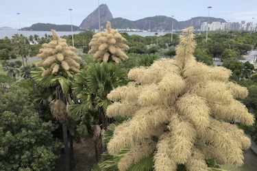 Espectáculo botánico en Rio: palmeras florecen por única vez antes de morir