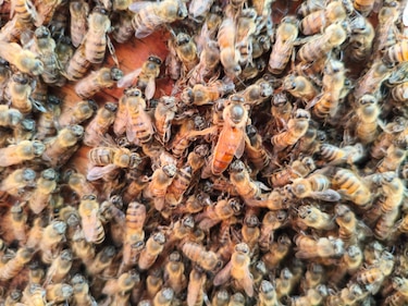 15,529 colmenas generan récord de miel en 2025
