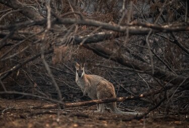 Los incendios forestales extremos se han duplicado en los últimos 20 años