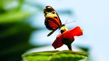 El vuelo de las mariposas se recorta