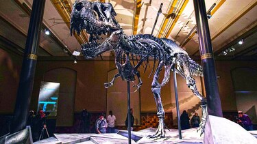 Museo de Berlín exhibe dinosaurio