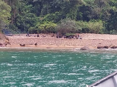 Rescatan a 40 migrantes chinos que fueron abandonados en Darién
