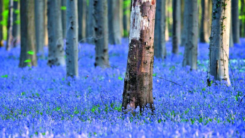 Bosque ‘encantado’ sufre su éxito