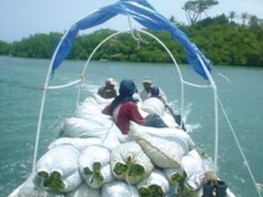 Algas del caribe panameño, con sello de exportación