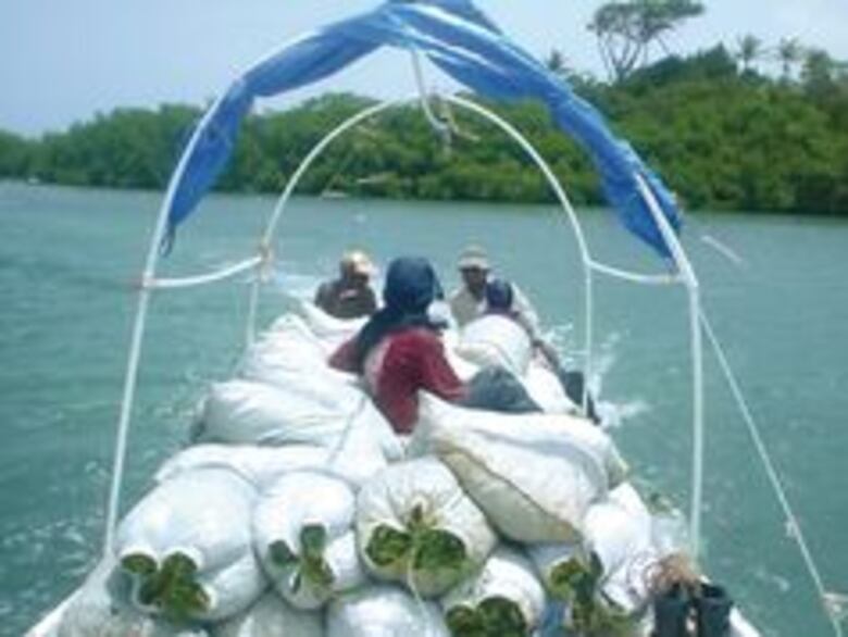 Algas del caribe panameño, con sello de exportación