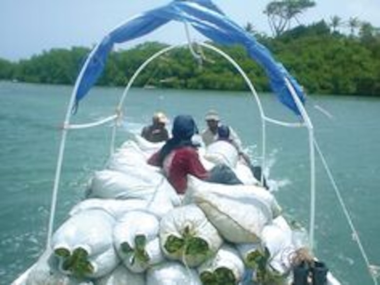 Algas del caribe panameño, con sello de exportación