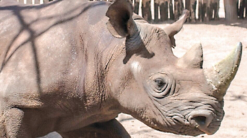 Una luz de esperanza para el rinoceronte negro africano