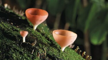 El planeta pide una tregua, hoy en el día de la Tierra
