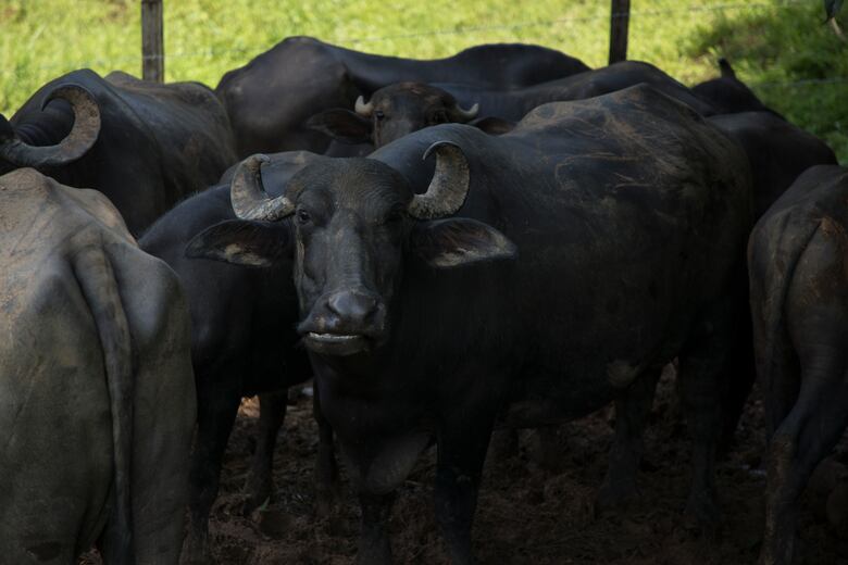 Los pueblos empapados de pobreza que caminan entre montañas ricas en oro y cobre