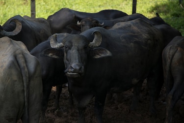 Los pueblos empapados de pobreza que caminan entre montañas ricas en oro y cobre