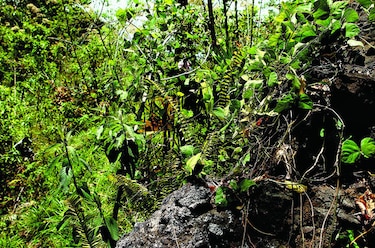 ¡Vamos todos a reforestar!