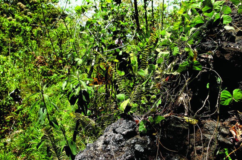 ¡Vamos todos a reforestar!