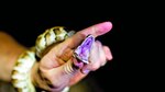 Para aprender sobre el potencial de los venenos