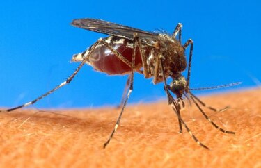 Ministerio de Salud confirma dos nuevos casos del virus 'chikungunya'
