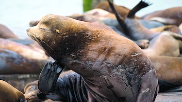 Toxina amnésica está afectando a leones marinos