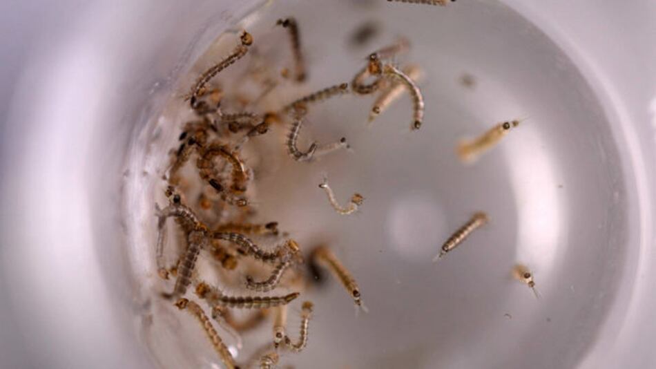 Expertos en mosquitos de EU se reúnen para hablar de zika