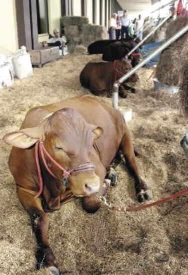 Vitrina del agro abre sus puertas