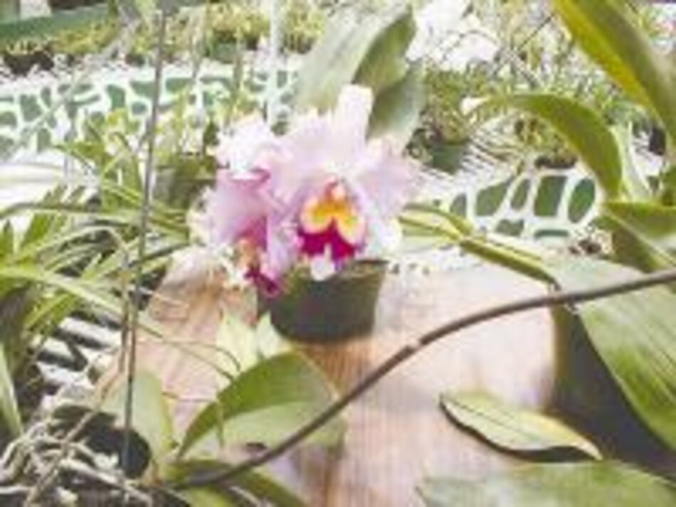 Las exóticas orquídeas chiricanas