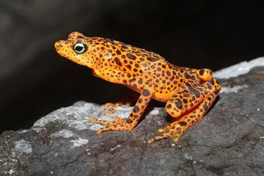 Un libro para proteger a los anfibios del Parque Nacional Darién