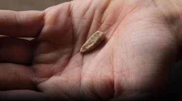 Arqueólogos hallan diente de leche de 560 mil años de antigüedad en cueva francesa