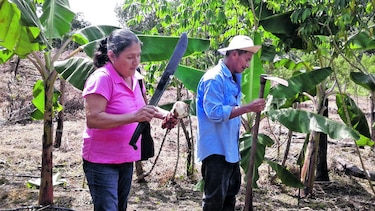Productores siembran plátano enano