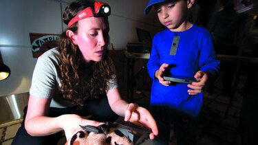 La noche es de los murciélagos