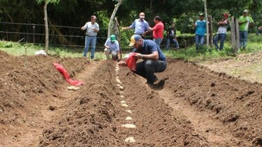 Evalúan la adaptabilidad de nuevas variedades de papa en Azuero