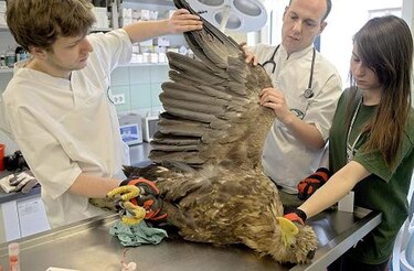 Salvan vida a águila de cola blanca