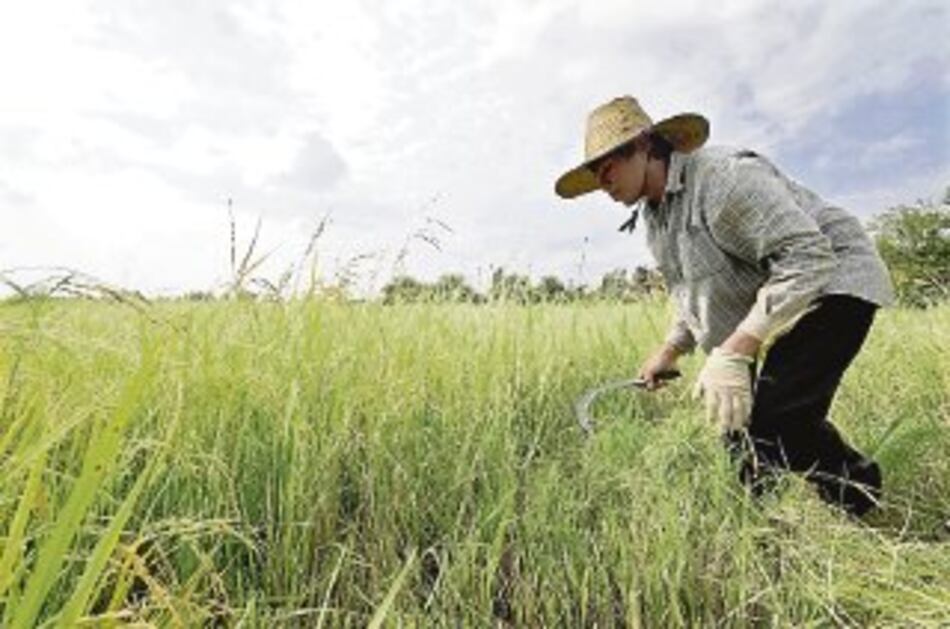Clima amenaza las cosechas
