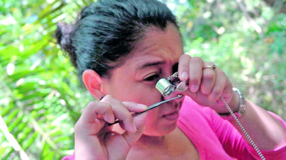 Moscas que comen hormigas