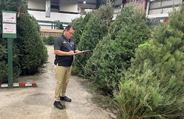Precios de arbolitos navideños 2025: desde $29.50 hasta $200, según el tamaño