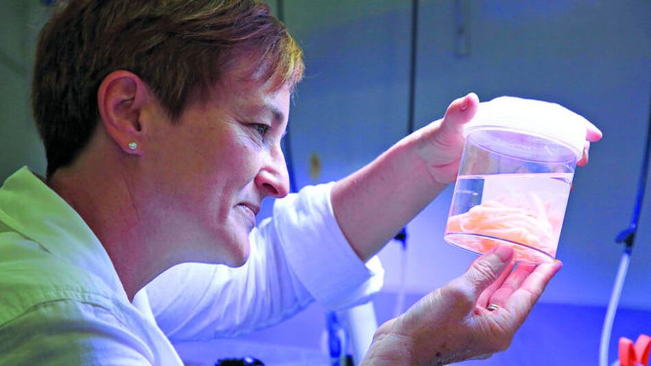 Un caracol podría salvar corales